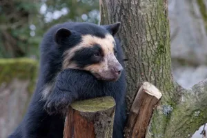 Bear On Tree Wallpaper