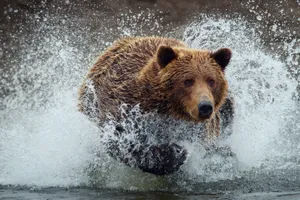 Bear Running In Water Wallpaper