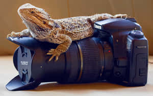 Bearded Dragon Photographer Camera Wallpaper