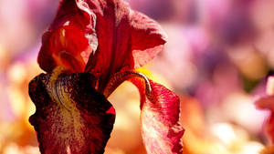 Bearded Iris Flower Wallpaper