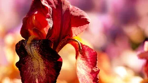 Bearded Iris Flower Wallpaper