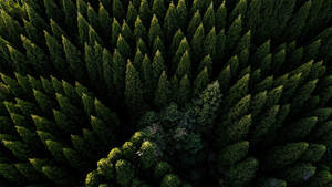 Beautiful Aerial Forest View Wallpaper