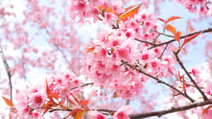 Beautiful And Delicate Sakura Blossom In Spring Wallpaper