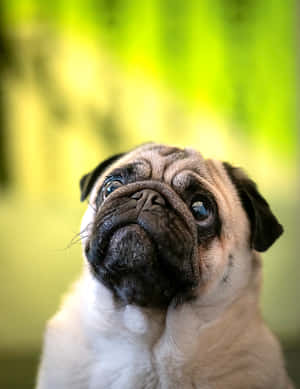 Beautiful And Innocent Pug Dog Wallpaper