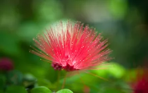 Beautiful And Unusual Flower Wallpaper