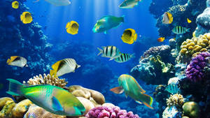 Beautiful Aquatic Fishes Wallpaper