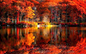 Beautiful Autumn Foliage Vibrantly Colored By The Changing Seasons Wallpaper