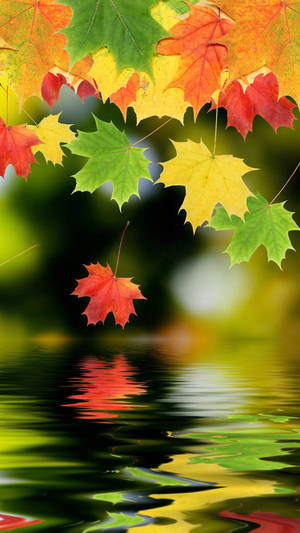 Beautiful Autumn Leaves Android Phone Wallpaper