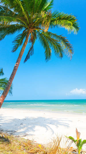 Beautiful Beach And A Palm Tree Wallpaper