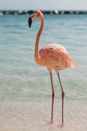 Beautiful Beach Flamingo Wallpaper