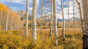 Beautiful Birch Tree Forest Mountains Wallpaper