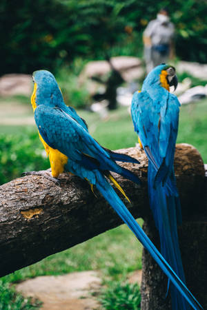 Beautiful Birds Blue Macaw Parrot Wallpaper