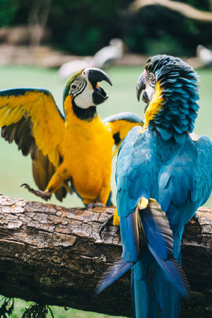 Beautiful Birds Macaw Parrots Wallpaper