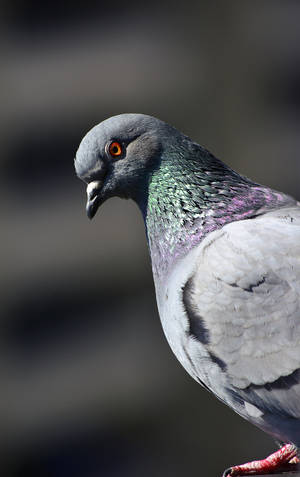 Beautiful Birds Pigeon Wallpaper