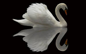 Beautiful Birds Swan Reflection Wallpaper