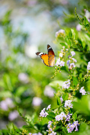 Beautiful Butterfly Garden Wallpaper