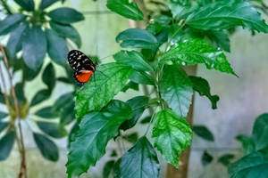 Beautiful Butterfly On Plants Wallpaper