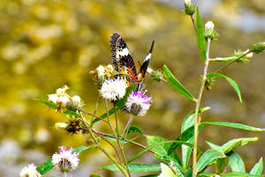 Beautiful Butterfly On Wild Flower Wallpaper