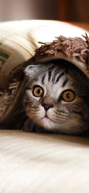 Beautiful Cat In Brown Carpet Wallpaper