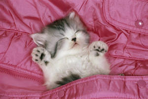 Beautiful Cat In Pink Bed Wallpaper