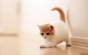Beautiful Cat Playing In Floor Wallpaper