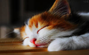 Beautiful Cat Sleeping On Table Wallpaper