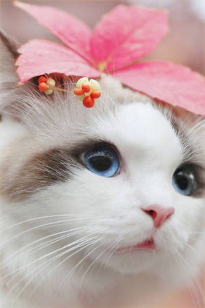 Beautiful Cat With Blue Eyes Wallpaper