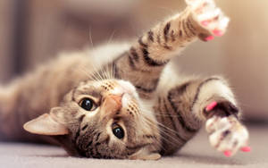Beautiful Cat With Pink Claws Wallpaper