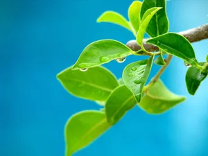 Beautiful Close-up Of Leaves Wallpaper