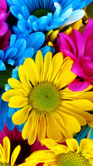 Beautiful Colorful Daisies Wallpaper