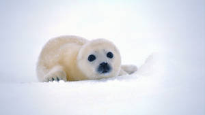 Beautiful Cute Baby Seal Wallpaper