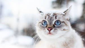 Beautiful Cute Cat In Snow Wallpaper