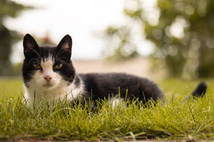 Beautiful Cute Cat On Grass Wallpaper