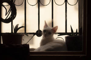 Beautiful Cute Cat On Window Wallpaper