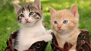 Beautiful Cute Kittens Wallpaper