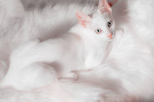 Beautiful Cute White Cat Wallpaper