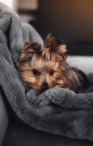 Beautiful Cute Yorkshire Terrier Puppy Wallpaper