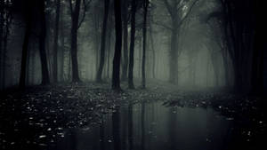 Beautiful Dark Forest With Puddle Wallpaper