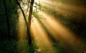 Beautiful Depiction Of Sun Rays Wallpaper