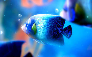 Beautiful Fish Bubbles Wallpaper
