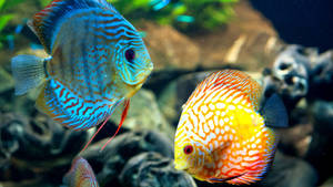 Beautiful Fish Discus Animal Wallpaper