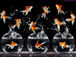 Beautiful Fish Jumping Wallpaper