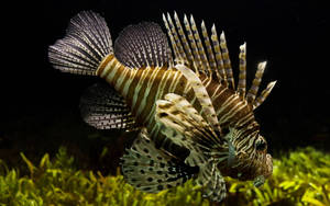 Beautiful Fish Lionfish Wallpaper