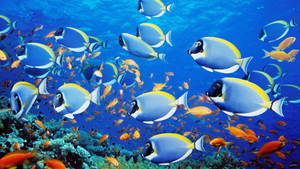 Beautiful Fish Tropical Wallpaper
