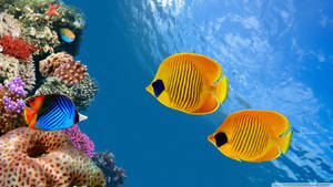 Beautiful Fish Underwater Wallpaper