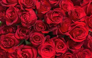 Beautiful Flower Bouquet Of Red Roses Wallpaper