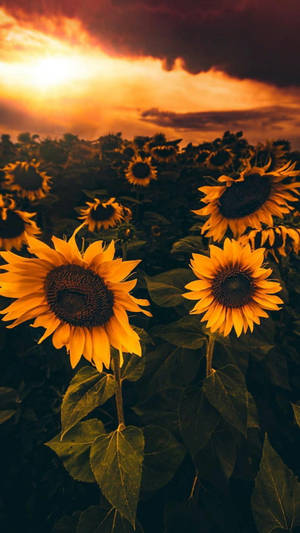 Beautiful Flower Sunflower Field Sunset Wallpaper