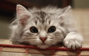 Beautiful Fluffy Grey Cat Wallpaper