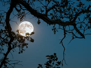 Beautiful Full Moon And Tree Branch Wallpaper