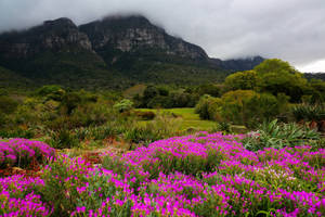 Beautiful Garden In Cape Town Wallpaper